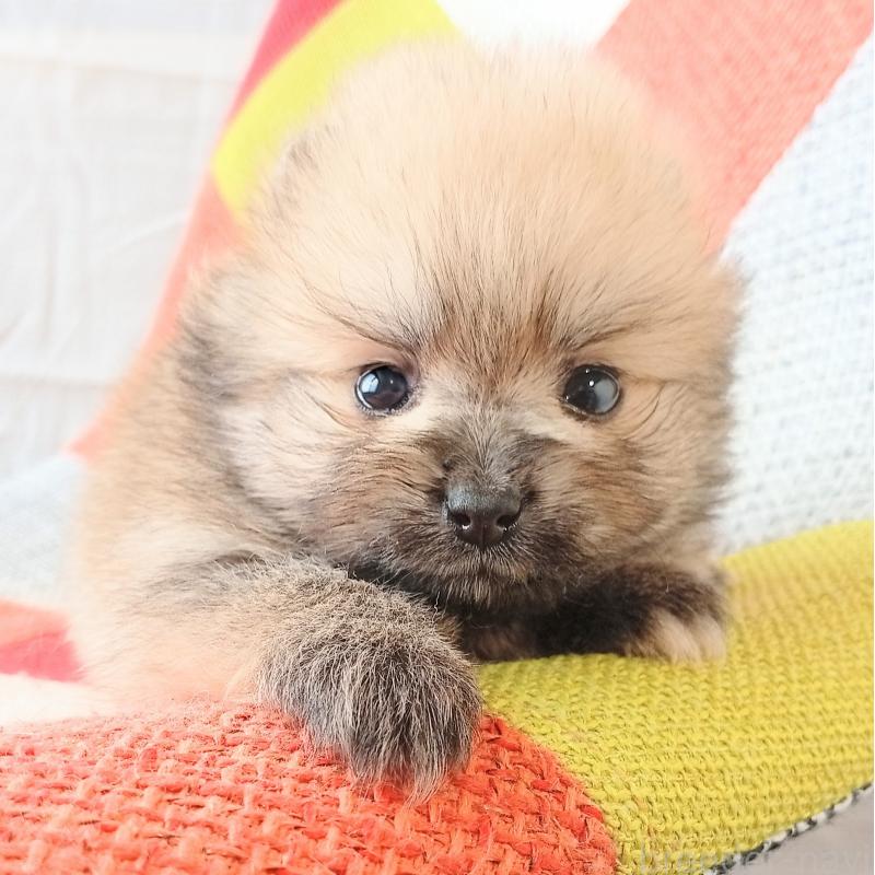 販売中の和歌山県のポメラニアン-450230の5枚目