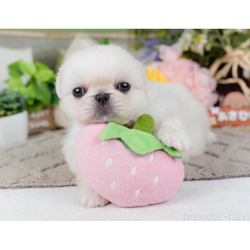 販売中の神奈川県のペキニーズ-451217の8枚目