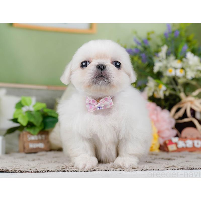 販売中の神奈川県のペキニーズ-451217の9枚目