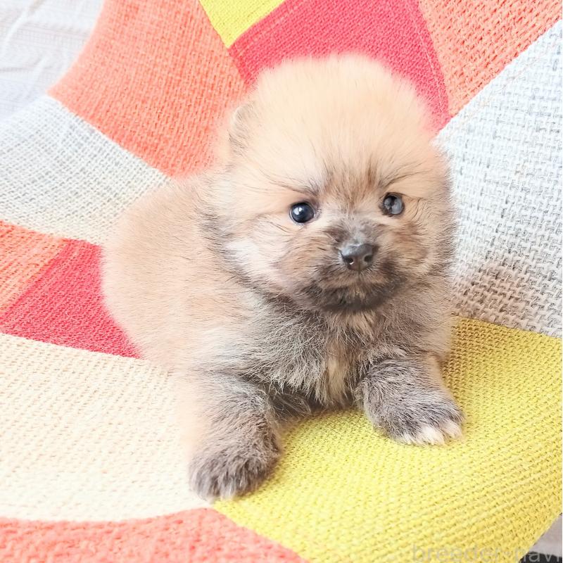 販売中の和歌山県のポメラニアン-450230の3枚目