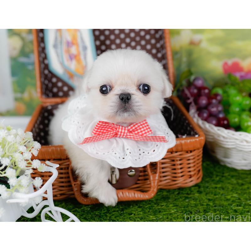 販売中の神奈川県のペキニーズ-451217の7枚目