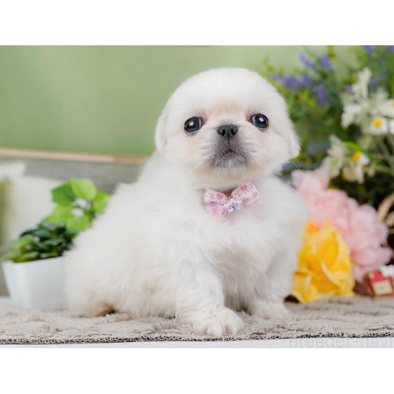 販売中の神奈川県のペキニーズ-451217の6枚目