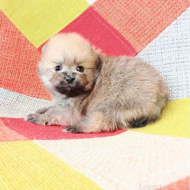 販売中の和歌山県のポメラニアン-450230の2枚目