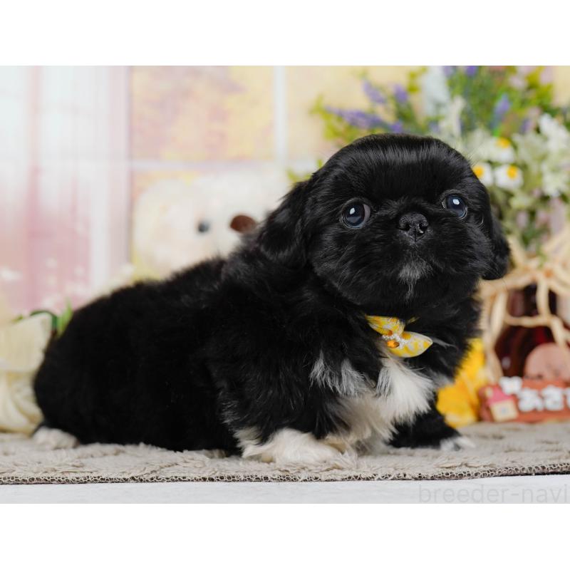 販売中の神奈川県のペキニーズ-451222の13枚目