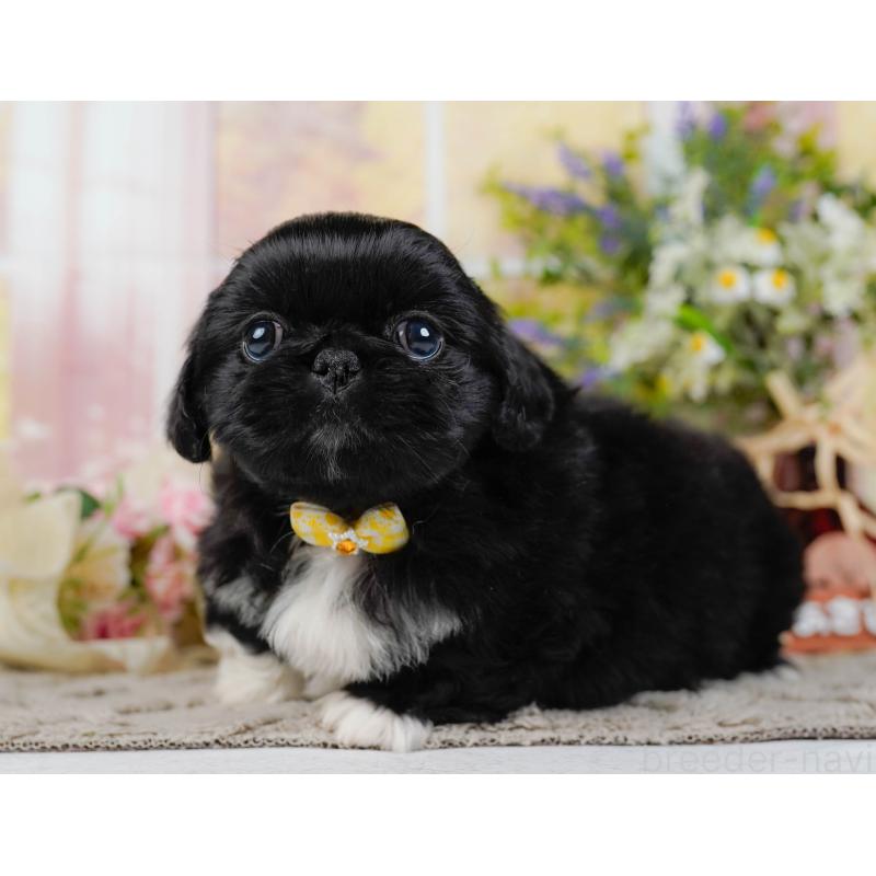 販売中の神奈川県のペキニーズ-451222の12枚目