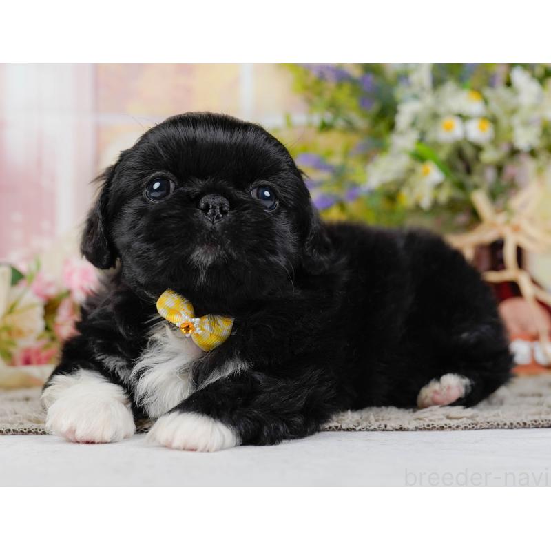 販売中の神奈川県のペキニーズ-451222の11枚目