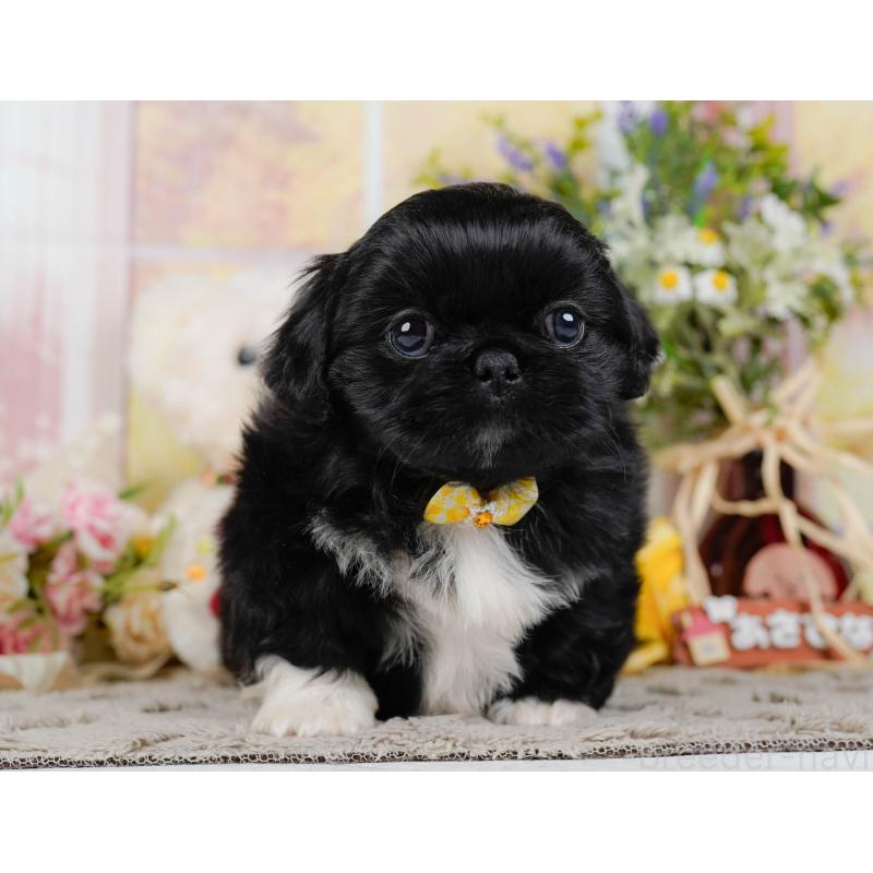 販売中の神奈川県のペキニーズ-451222の10枚目