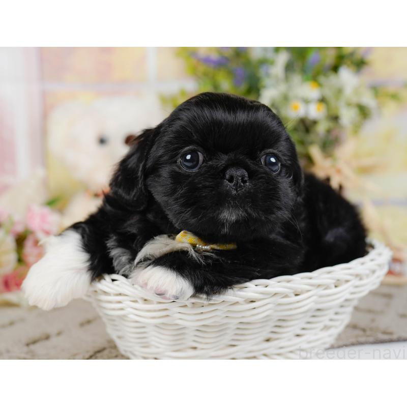 販売中の神奈川県のペキニーズ-451222の8枚目