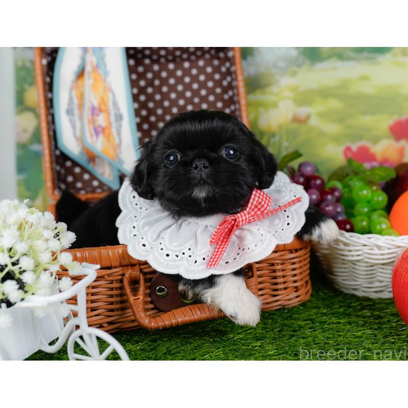 販売中の神奈川県のペキニーズ-451222の7枚目