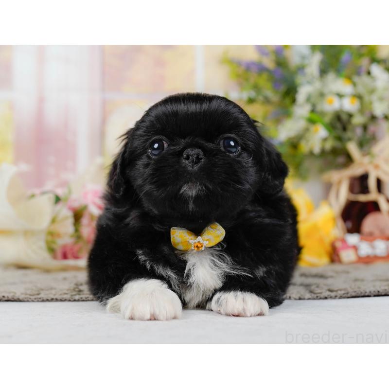 販売中の神奈川県のペキニーズ-451222の6枚目