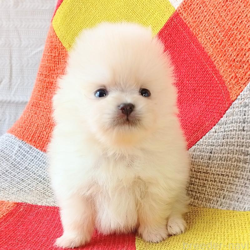 販売中の和歌山県のポメラニアン-450228