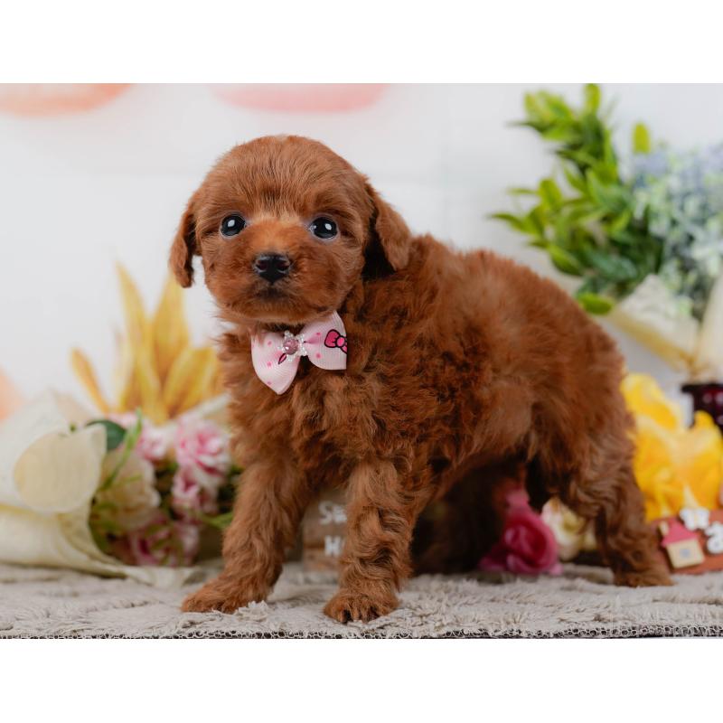 販売中の神奈川県のタイニープードル-451204の12枚目