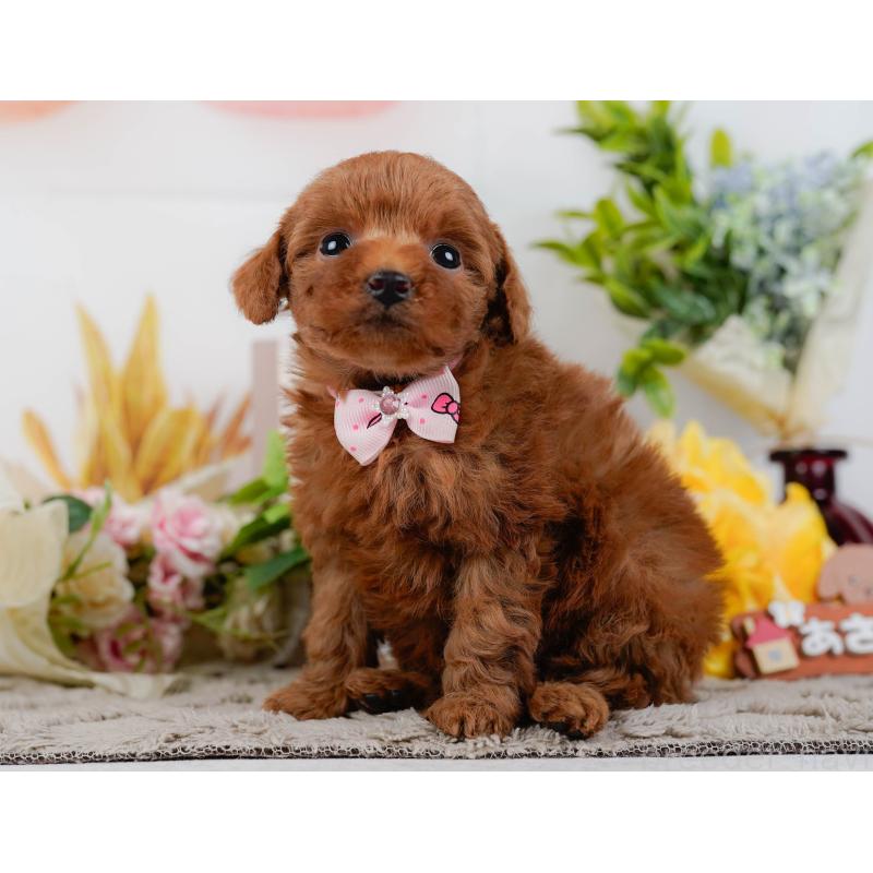 販売中の神奈川県のタイニープードル-451204の11枚目