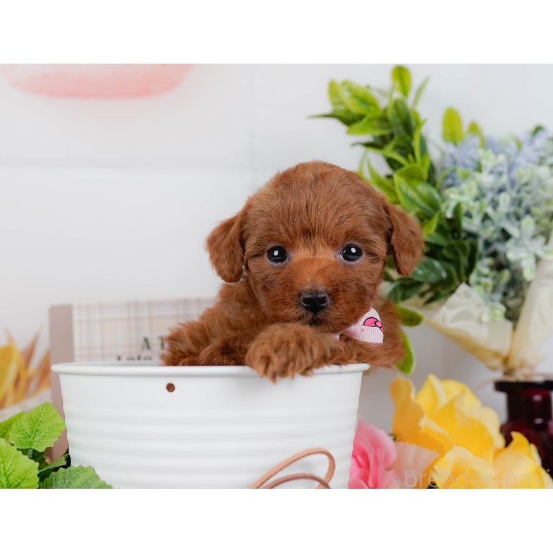 販売中の神奈川県のタイニープードル-451204の10枚目