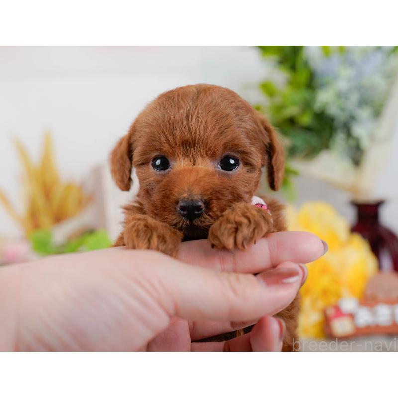 販売中の神奈川県のタイニープードル-451204の9枚目