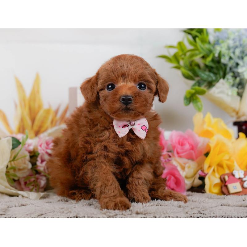 販売中の神奈川県のタイニープードル-451204の8枚目