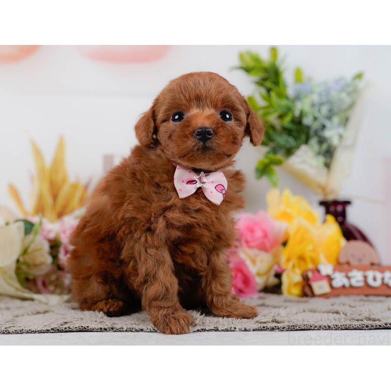 販売中の神奈川県のタイニープードル-451204の6枚目