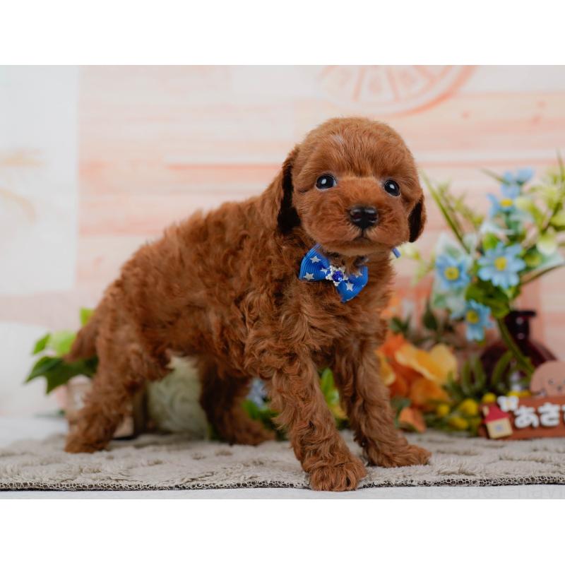 販売中の神奈川県のタイニープードル-451208の14枚目