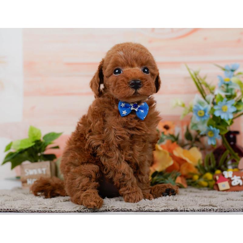 販売中の神奈川県のタイニープードル-451208の13枚目