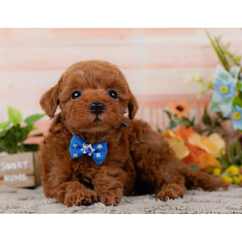 販売中の神奈川県のタイニープードル-451208の12枚目