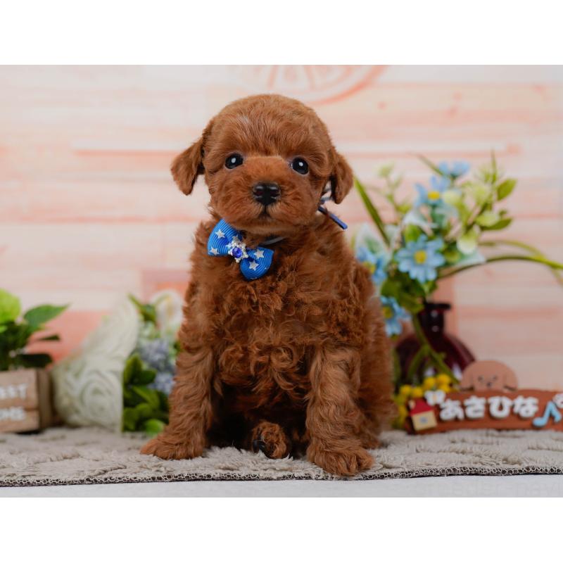 販売中の神奈川県のタイニープードル-451208の11枚目