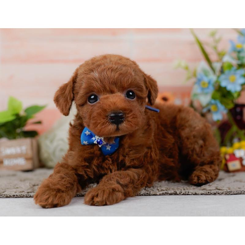 販売中の神奈川県のタイニープードル-451208の10枚目