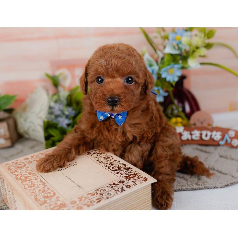販売中の神奈川県のタイニープードル-451208の9枚目