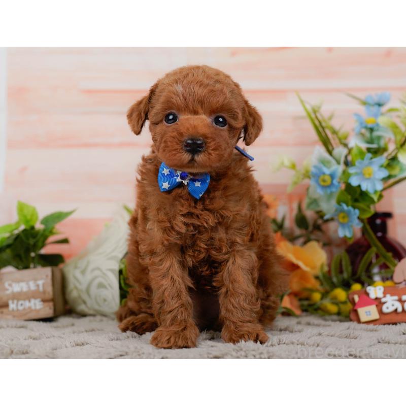 販売中の神奈川県のタイニープードル-451208の8枚目