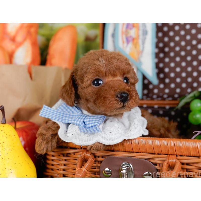 販売中の神奈川県のタイニープードル-451208の7枚目