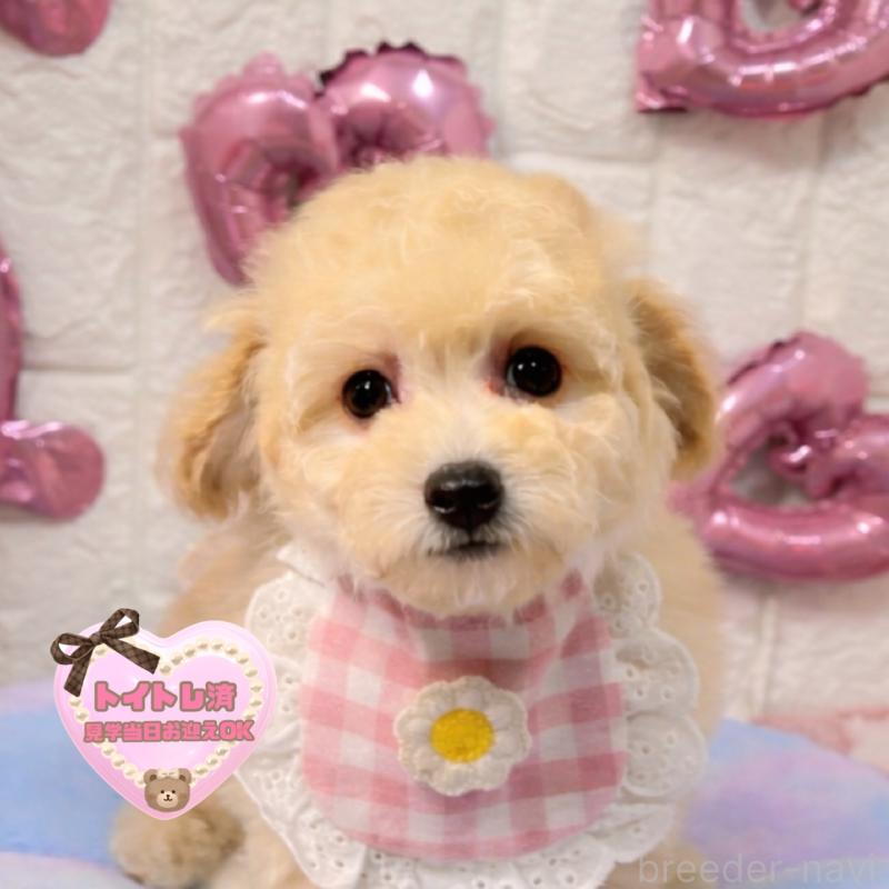 販売中の茨城県のビションプー:ビションフリーゼ×トイプードル-451053の1枚目