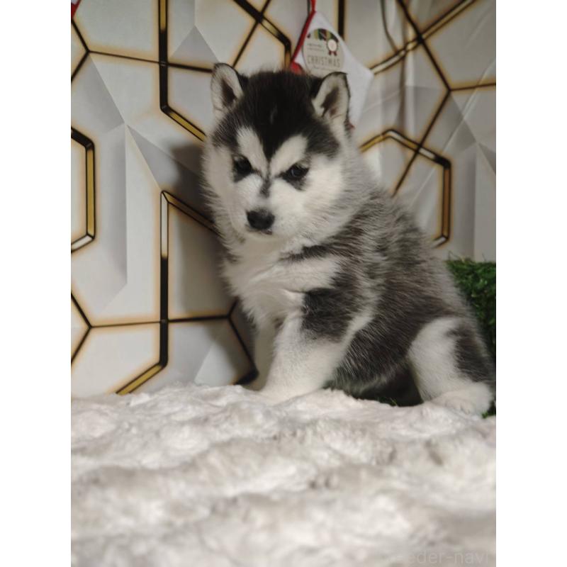 販売中の静岡県のシベリアンハスキー-451055の9枚目