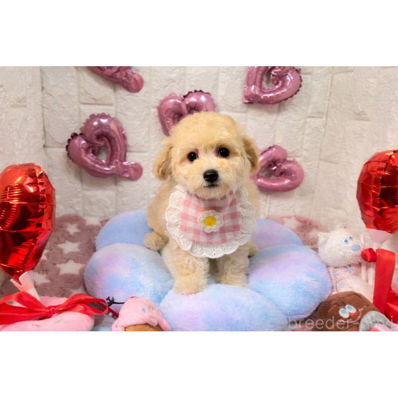 販売中の茨城県のビションプー:ビションフリーゼ×トイプードル-451053の3枚目