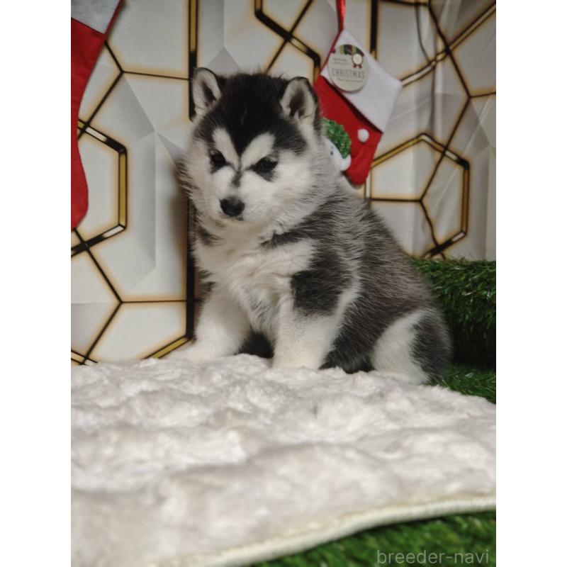 販売中の静岡県のシベリアンハスキー-451055の8枚目