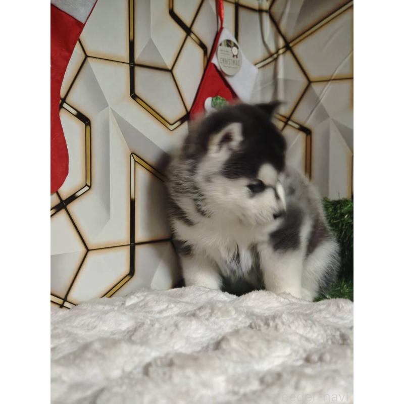 販売中の静岡県のシベリアンハスキー-451055の7枚目