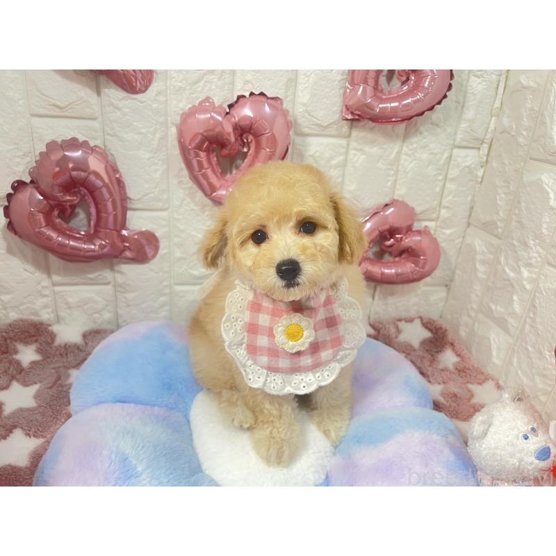 販売中の茨城県のビションプー:ビションフリーゼ×トイプードル-451053の2枚目