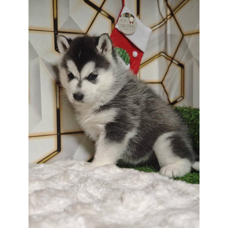 販売中の静岡県のシベリアンハスキー-451055の6枚目