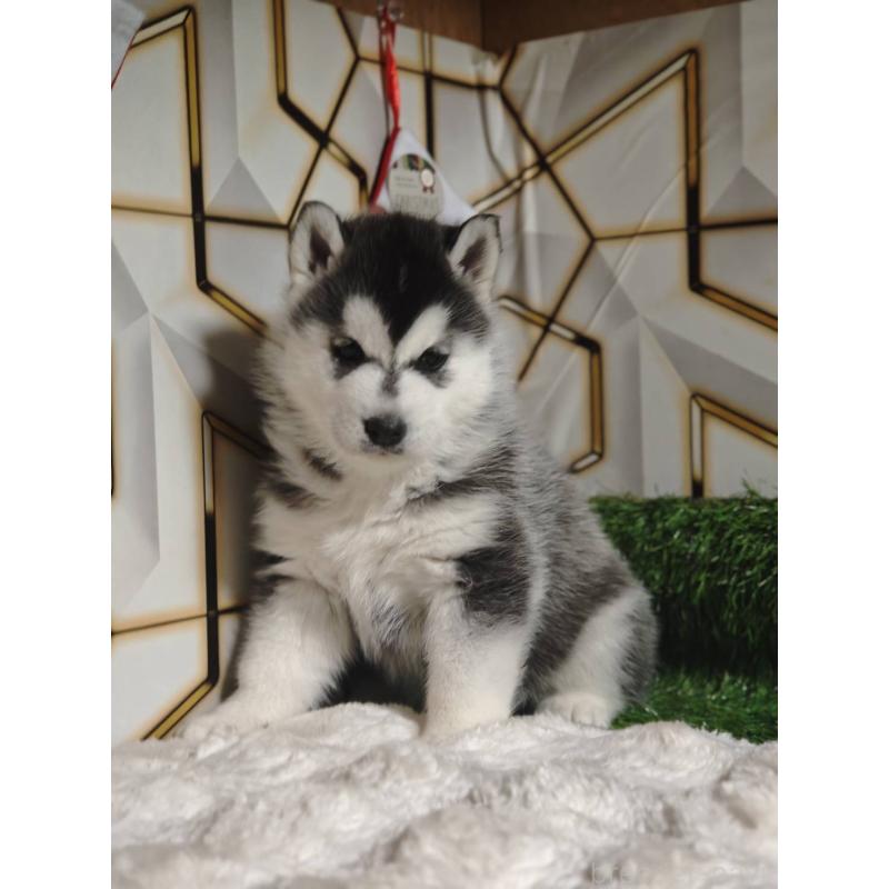 販売中の静岡県のシベリアンハスキー-451055の5枚目