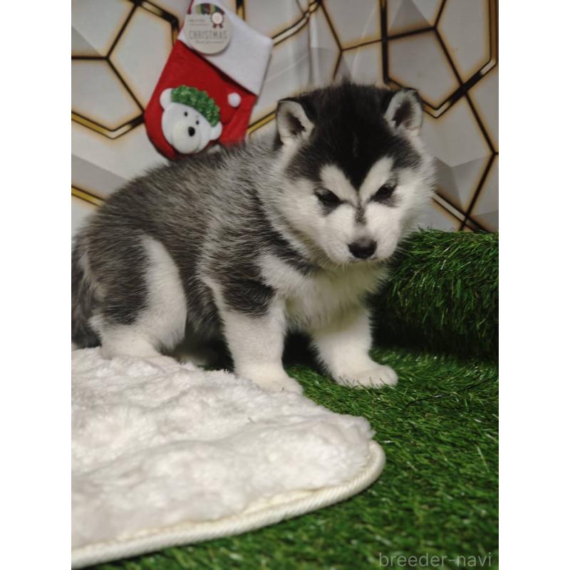 販売中の静岡県のシベリアンハスキー-451055の4枚目