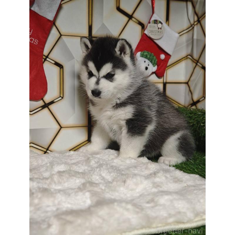 販売中の静岡県のシベリアンハスキー-451055の3枚目