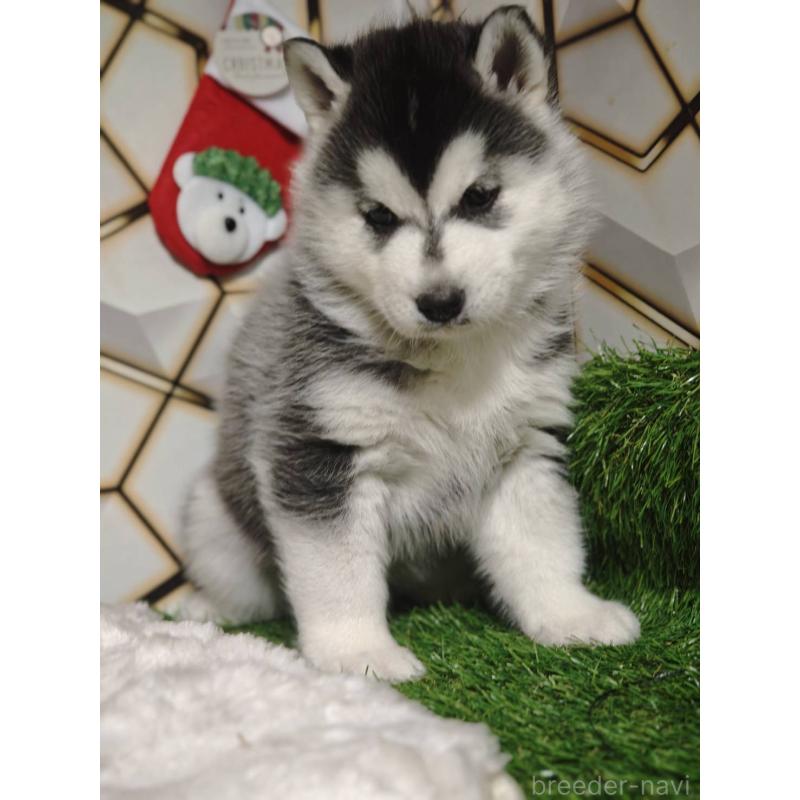 販売中の静岡県のシベリアンハスキー-451055の2枚目
