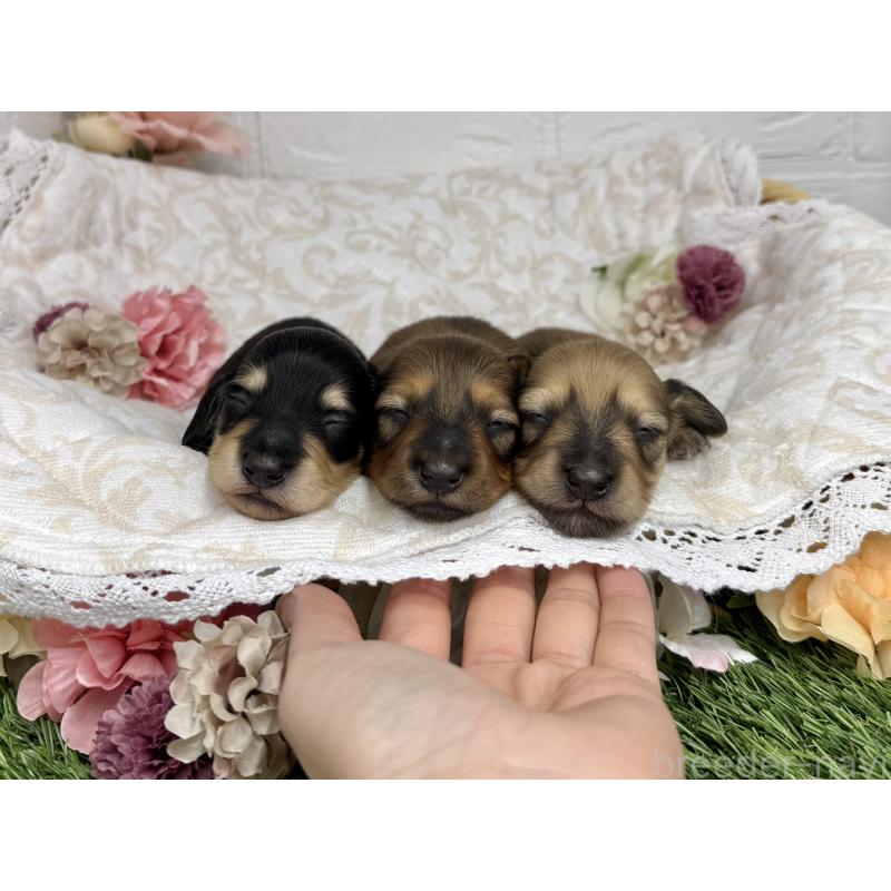 販売中の愛知県のミニチュアダックスフンド(ロングヘアード)-451054の7枚目