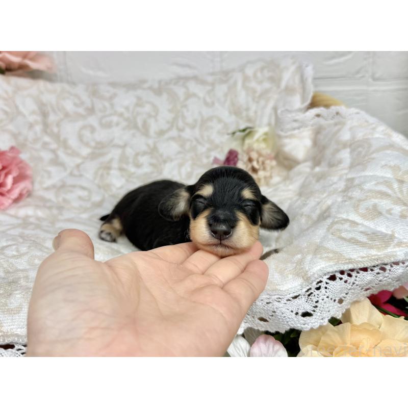 販売中の愛知県のミニチュアダックスフンド(ロングヘアード)-451054の6枚目