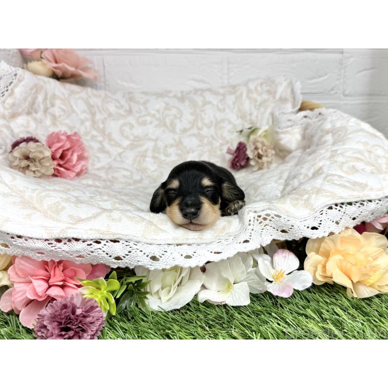 販売中の愛知県のミニチュアダックスフンド(ロングヘアード)-451054の5枚目