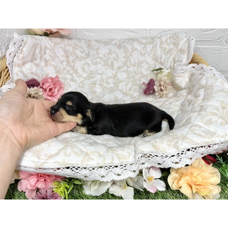 販売中の愛知県のミニチュアダックスフンド(ロングヘアード)-451054の4枚目