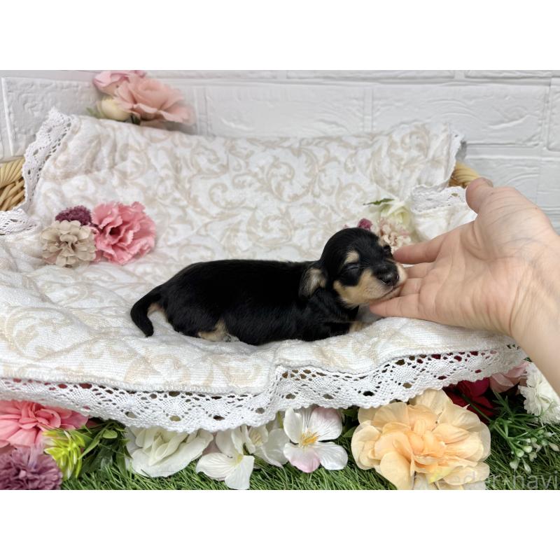 販売中の愛知県のミニチュアダックスフンド(ロングヘアード)-451054の3枚目