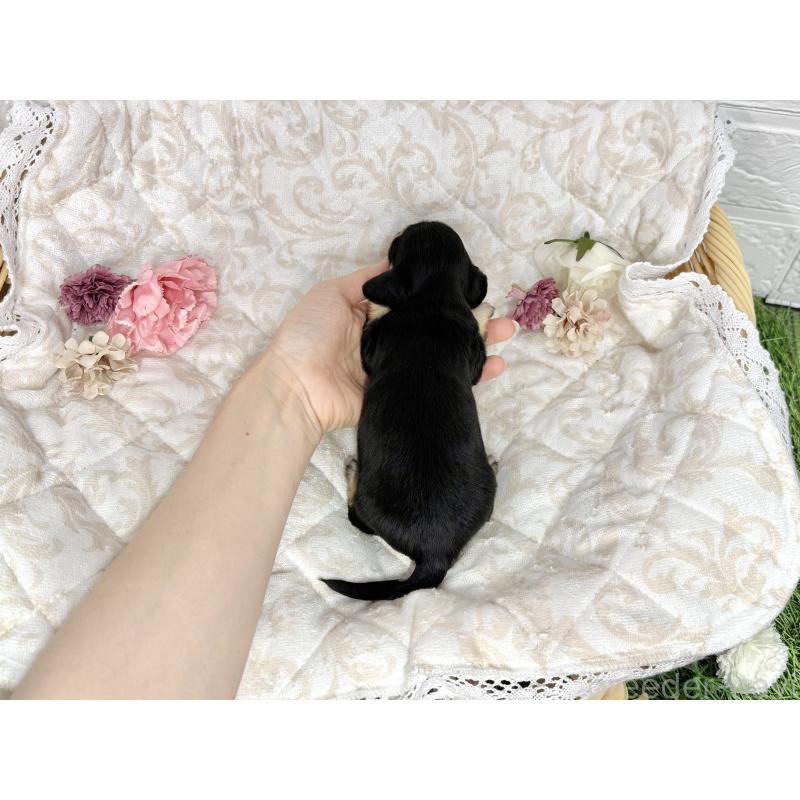 販売中の愛知県のミニチュアダックスフンド(ロングヘアード)-451054の2枚目