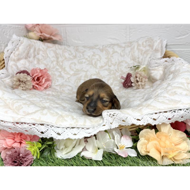 販売中の愛知県のミニチュアダックスフンド(ロングヘアード)-451056の6枚目