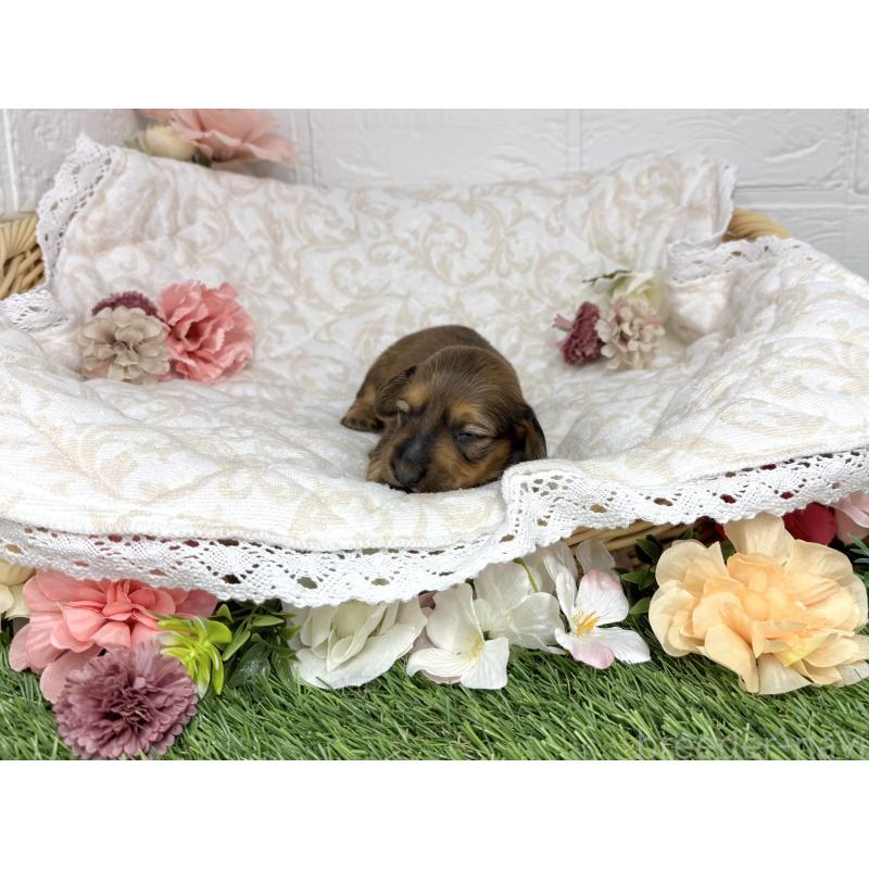 販売中の愛知県のミニチュアダックスフンド(ロングヘアード)-451056の5枚目