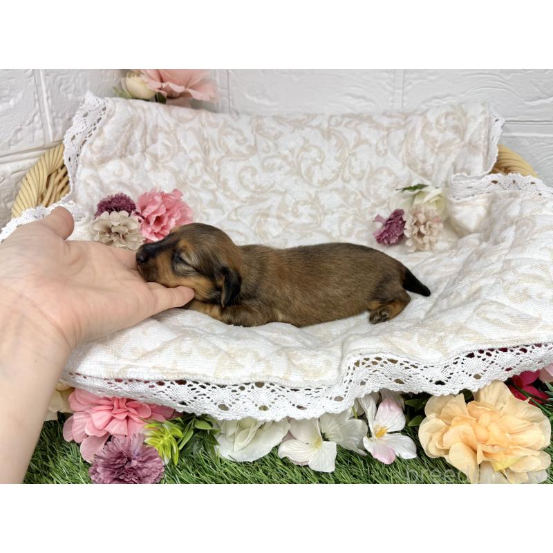 販売中の愛知県のミニチュアダックスフンド(ロングヘアード)-451056の4枚目