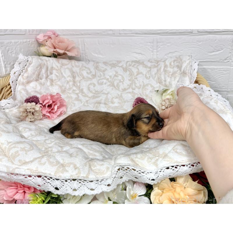 販売中の愛知県のミニチュアダックスフンド(ロングヘアード)-451056の3枚目